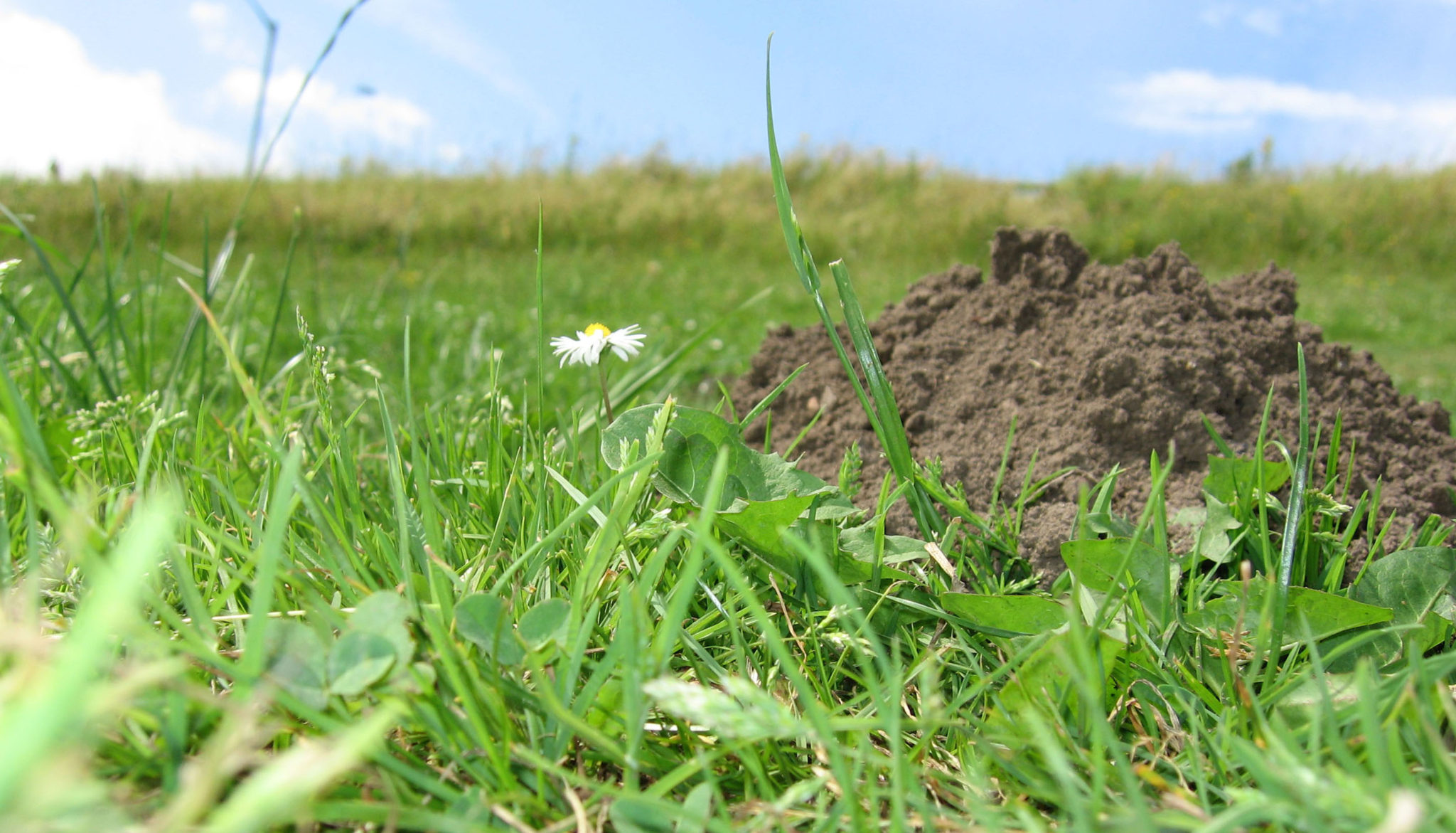 Molehill. Make a Mountain out of a Molehill. Make a Mountain out of a Molehill идиома. Don’t make a Mountain out of a Molehill картинки.