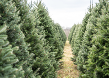 Christmas Tree Farm